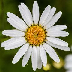 Fototapeta premium Oxeye
