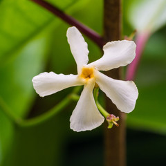 Star Jasmine