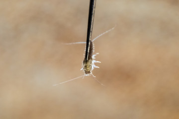 Silverfish on a needle. Pest books and newspapers. Insect feeding on paper - silverfish