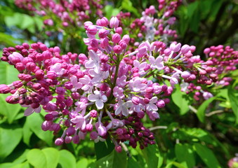 Obraz premium Lilac flowers. Lilac bushes in nature. Krast and aroma of bunches of lilac