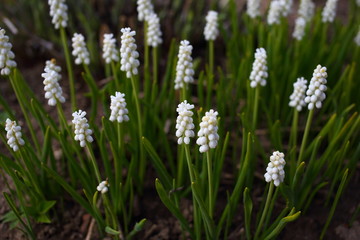 White flowers on a green background in the garden. Muscari botryoides Album. White clusters. Flowers in the garden.