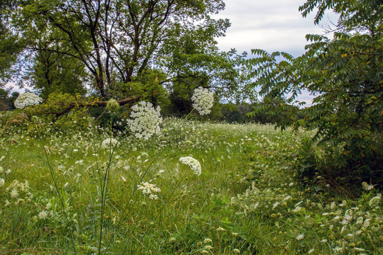 Field of Queen Anne's Lace wildflowers at Lakewood Forest Preserve in Lake County, Illinois