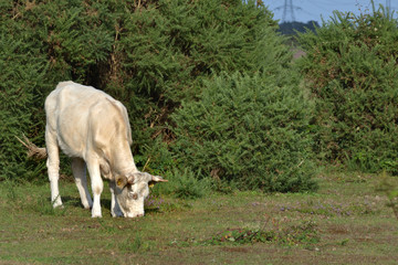 Vache blanche dans la nature