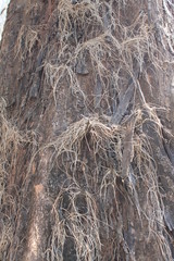 Environment of tropical country, Thailand