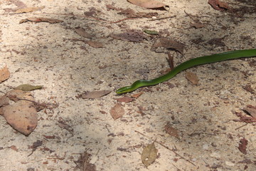 Environment of tropical country, Thailand