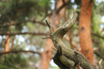 An old, dry, crumpled tree against a blurry forest background, selective focus