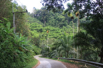 Environment of tropical country, Thailand