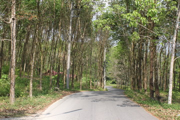 Environment of tropical country, Thailand