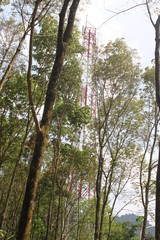 Fototapeta premium Environment of tropical country, Thailand