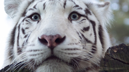 eyes of the white tiger