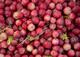 Cranberry background.Unripe cranberries close-up