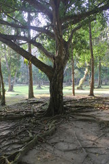 Environment of tropical country, Thailand