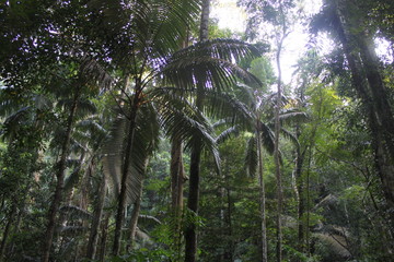 Naklejka premium Environment of tropical country, Thailand