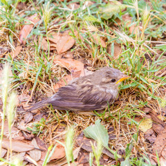 Young sparrow sitting in the grass
