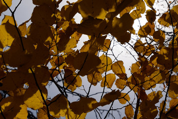 Yellow leaves of linden against the sky and the backlight. Autumn background from leaves of a linden. Yellow autumn leaves