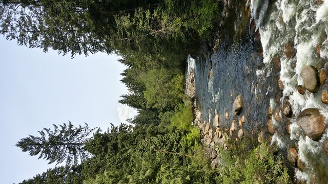 A river with many rocks flowing through tall green trees