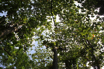 Environment of tropical country, Thailand