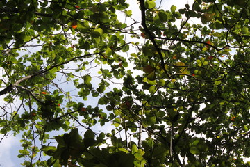 Environment of tropical country, Thailand