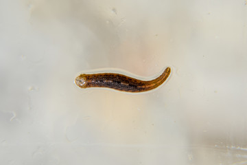 Leech on the glass. Bloodsucking animal. subclass of ringworms from the belt-type class. Hirudotherapy