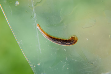 Leech on the glass. Bloodsucking animal. subclass of ringworms from the belt-type class. Hirudotherapy