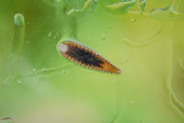 Leech on the glass. Bloodsucking animal. subclass of ringworms from the belt-type class....