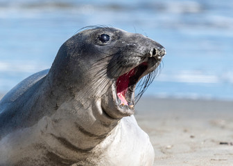Elephant Seal Point Reyes National Seashore