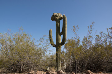 Sonoran Desert