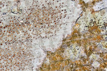 texture of old wall