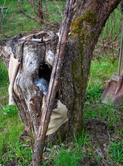 the stump of the Apple tree in the garden in the spring, Russia.