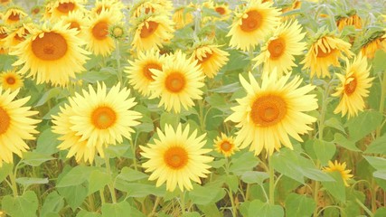 Detail of a field with many sunflowers in sunlight with shallow depth of field