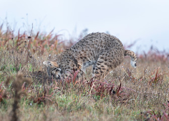 Bobcat hunting in Point Reyes National Seashore