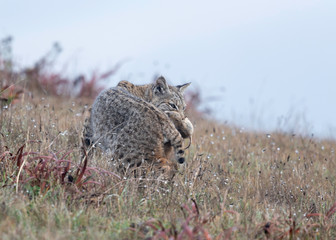 Bobcat with gopher Point Reyes National Seashore, California