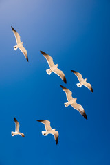Bright scenic view of seagulls flying from below looking up into blue sky