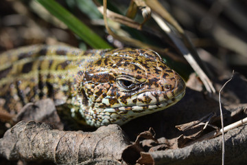 beautiful green male sand lizard.