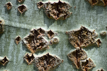 the Silvery poplar.