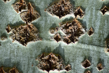 the Silvery poplar.
