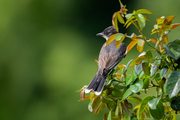 Eastern Kingbird Perched
