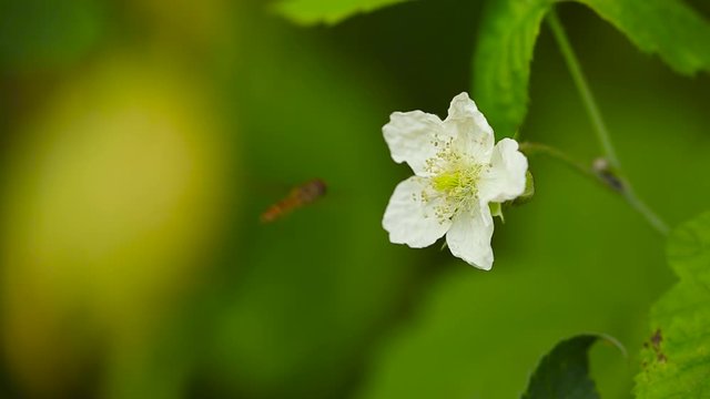 Close up shot of a Episyrphus Balteatus flying and eating on a blackbarry flower, on a sunny day
