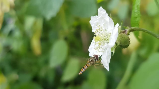 Close up shot of a Episyrphus Balteatus flying and eating on a blackbarry flower, on a sunny day