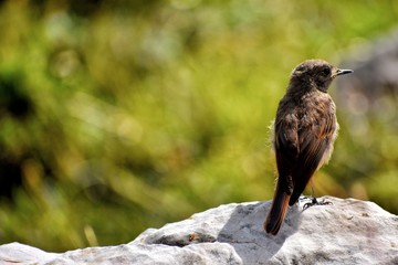 bird of prey
