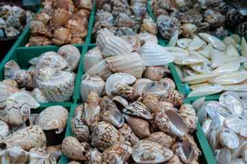 Sea Shells Souvenirs at the Souvenir store