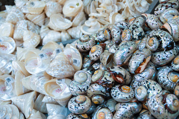 Sea Shells Souvenirs at the Souvenir store