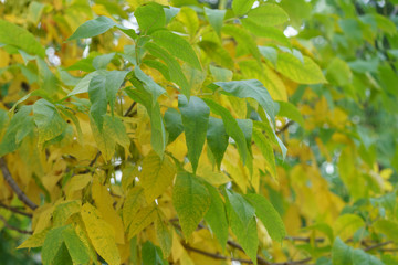 Autumn is coming. Yellow and green leaves on the branches of ash tree in the beginning of autumn....