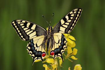 Swallowtail butterfly ; Papilio machaon