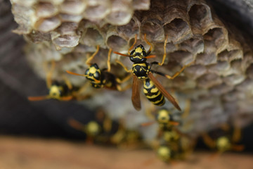 Wasp nest with wasps sitting on it.