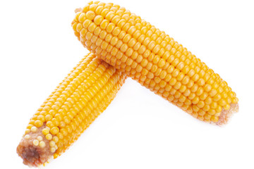ears of varietal fresh corn isolated close-up
