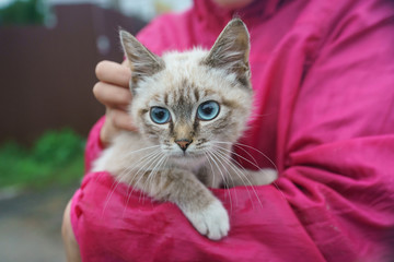 Photography of one amazing blue-eyed kitten.  Photo is suitable for postcard, greeting card, poster, banner, advertisement