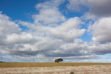 Paisaje rural en el que se ve un árbol solitario al fondo, en el horizonte y con un cielo muy azul lleno de nubes blancas