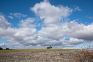 Naklejka premium Paisaje rural en el que se ve un árbol solitario al fondo, en el horizonte y con un cielo muy azul lleno de nubes blancas