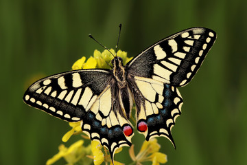 Swallowtail butterfly ; Papilio machaon
